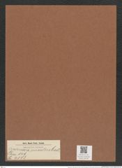 Chaetoceros curvatus Castr. (de-Toni-Nr.: Genus 149, Species 4143) Zeichnungen Sammlung Grunow Mappe 04146 (Herbarium_W_Grunow_drawings_Folder_04146)